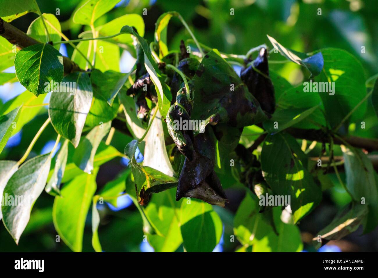 Grünes Blatt einer Birnnaht mit Schäden durch Geschwüre von Krankheiten und Pilzen der braunen Flecken von Scab-Monniliose. Gartenprobleme. Pilz- und Viruserkrankungen von Pflanzen. Stockfoto