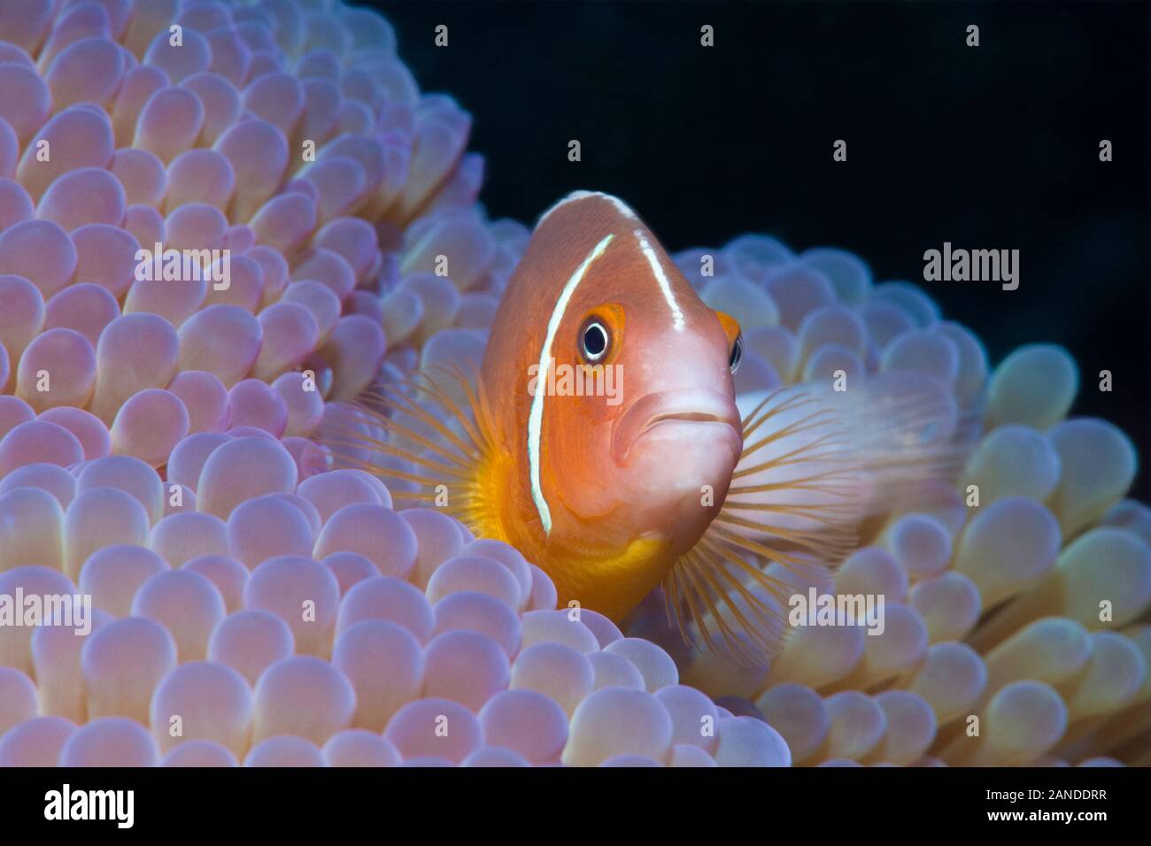 Rosa Anemonenfischen, Amphiprion perideraion, in seinem Wirt, prächtige Seeanemone, Heteractis magnifica, Gau, Lomaiviti, Fidschi, South Pacific Ocean Stockfoto