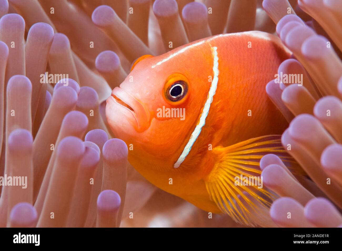Rosa Anemonenfischen, Amphiprion perideraion, in seinem Wirt, prächtige Seeanemone, Heteractis magnifica, Makogai, Lomaviti, Fidschi, South Pacific Ocean Stockfoto