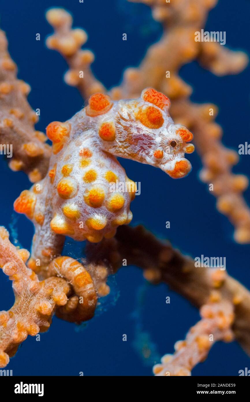 Bargibanti's Pygmy Seahorse, Hippocampus Bargibanti, Alam Batu, Bali, Indonesien, Indo-Pazifischen Ozean Stockfoto