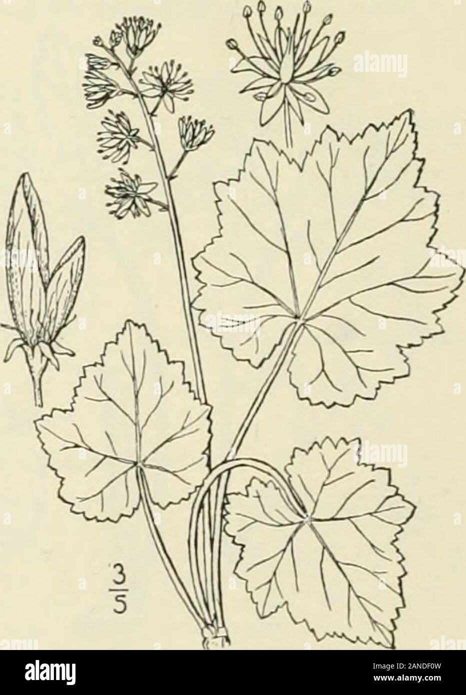 Eine Illustrierte Flora von der nördlichen USA, Kanada und die britischen Besitzungen: von Neufundland zu den Parallelen der südlichen Grenze von Virginia und vom Atlantik westwärts nach dem 102 Meridian; 2. ed.. 2-4 Lange, crenate oder alle um gyrus, pubertierende mit verstreuten Haare oben, glabrate ordowny entlang der Adern unter; Blütenstand simplyracemose oder der niedrigsten Stiele manchmal verzweigten, Drüsig - puberulent; Blüten weiß, ca. 3 breit, Blütenblätter, länglich, ganze oder leicht Gyrus, kratzten, etwas mehr als die weißen Kelch - Lappen; capsulereflexed, über 3 Lange, seine Stockfoto