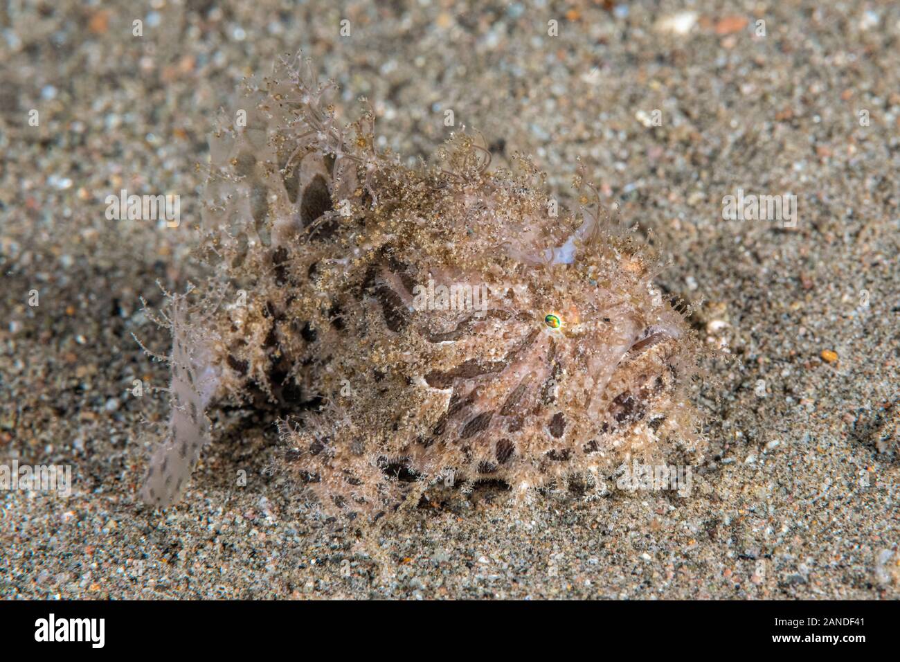 Antennarius striatus tarnung Fotos und Bildmaterial in hoher