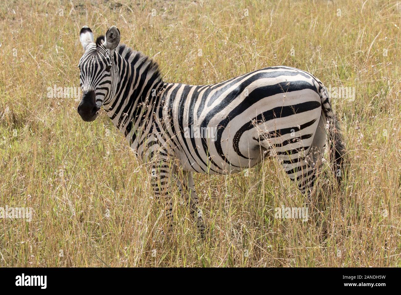 Zebra stehend im hohen Gras Stockfoto