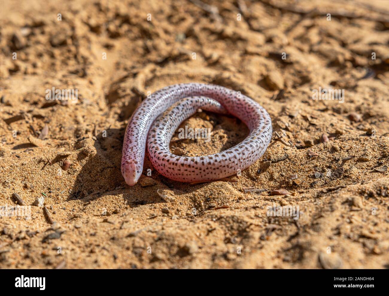Käferlarven, weiße Gruben, die in Wüstenboden gefunden wurden, alain, Abudhabiten Stockfoto