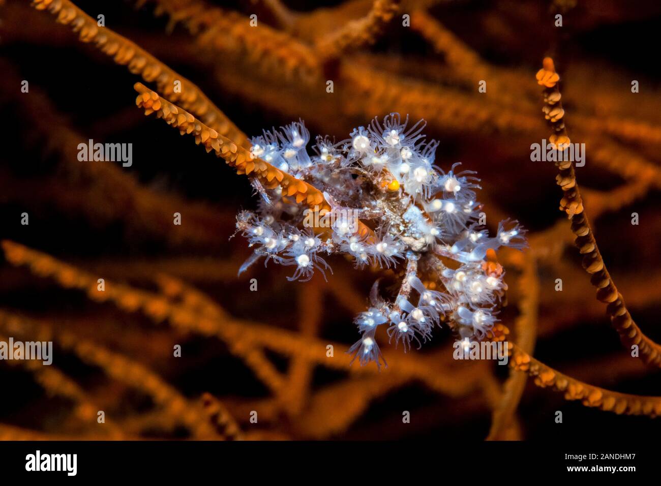 Seespinne mit seeanemone für Verteidigung getarnt, Achaeus sp., Alam Batu, Bali, Indonesien Stockfoto