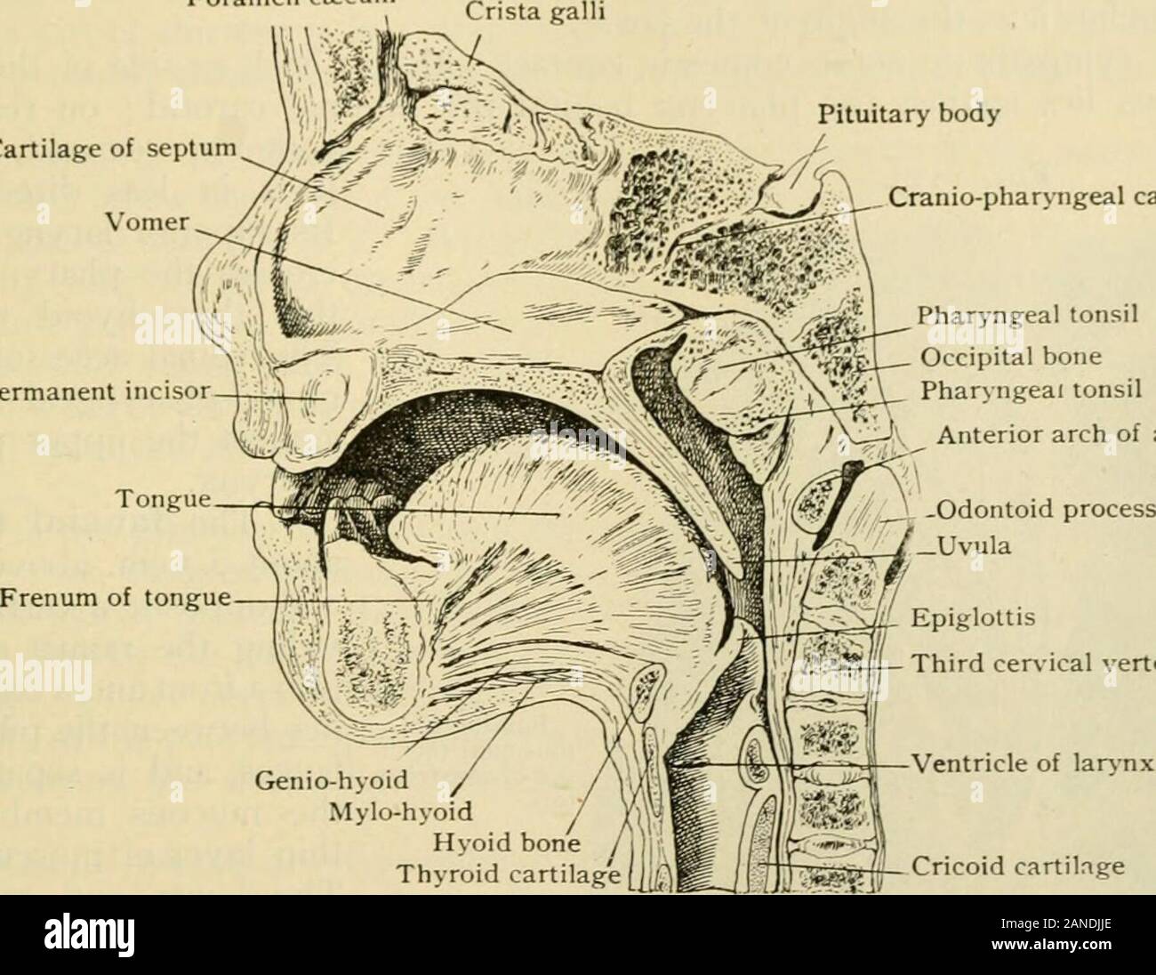 Der menschlichen Anatomie, einschließlich der Struktur und Entwicklung und praktische Erwägungen. unicate sowohl mit denen des dorsumof der tonjrue und mit dem j^^ dands in der Nähe der anj de (jf der Kiefer. Nerven.-Wx^ nervös aus dem Fünften und jrlosso-Pharyngealen. (Die Beziehungen der Mandeln werden mit denen des Pharynx, Seite 1602.) Der Tonsilla pharyngealis (Abb. 1353), manchmal die dritte tonsille genannt, ist amedian Masse von adenoiden Gewebe in der POSTERO-Wand des Pharynx, whichreaches seine größte Entwicklung in der frühen Kindheit, in der Regel das Schwinden nach thetwelfth Jahr. Wenn gut Verst Stockfoto