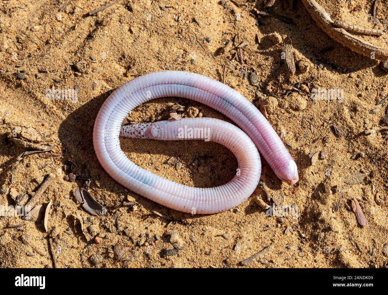 Käferlarven, weiße Gruben, die in Wüstenboden gefunden wurden, alain, Abudhabiten Stockfoto