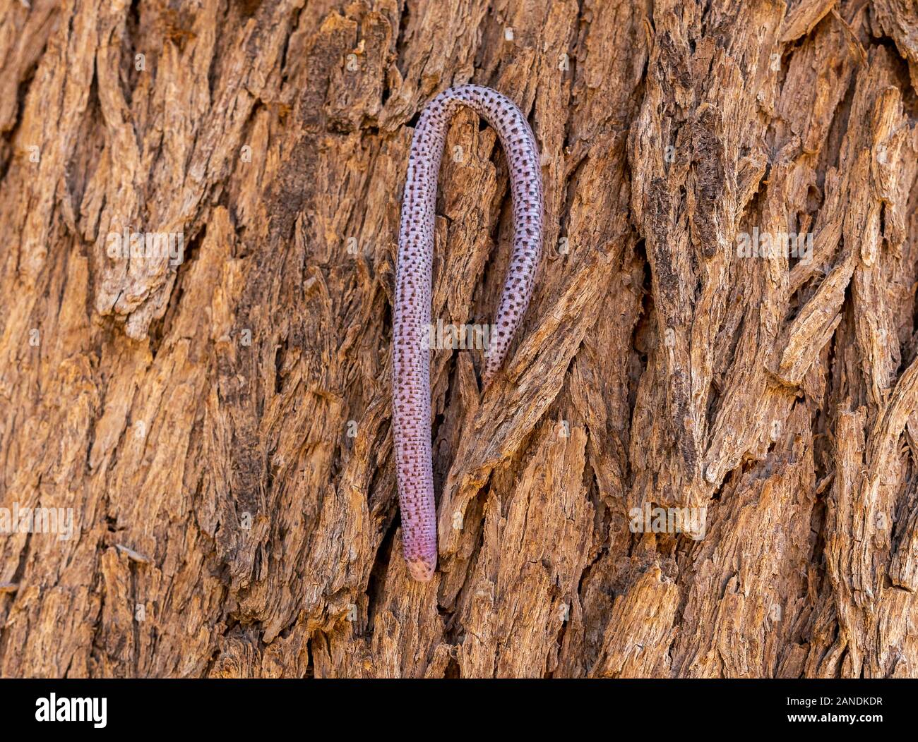Käferlarven, weiße Gruben, die in Wüstenboden gefunden wurden, alain, Abudhabiten Stockfoto