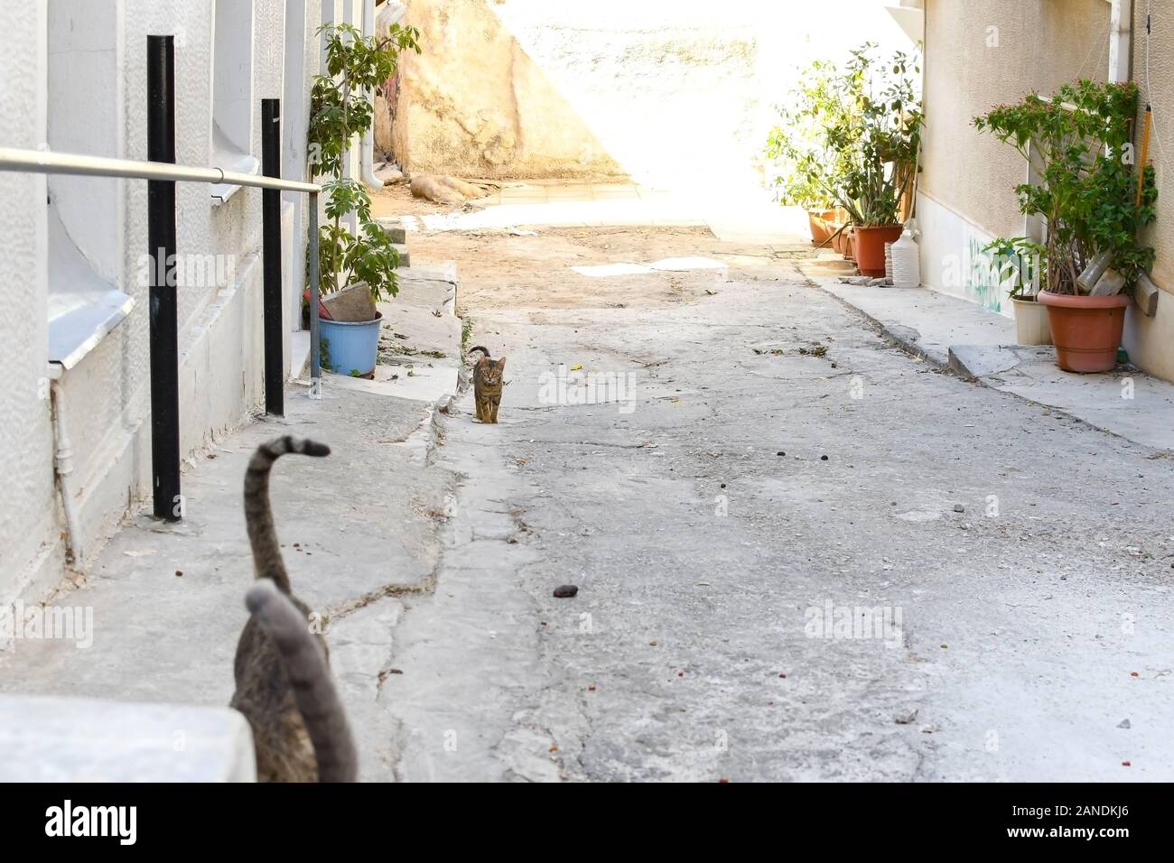 Ein niedliches tabby Kitten läuft auf die Kamera hinter die beiden Endstücke von älteren Katzen im Plaka Viertel von Athen, Griechenland. Stockfoto