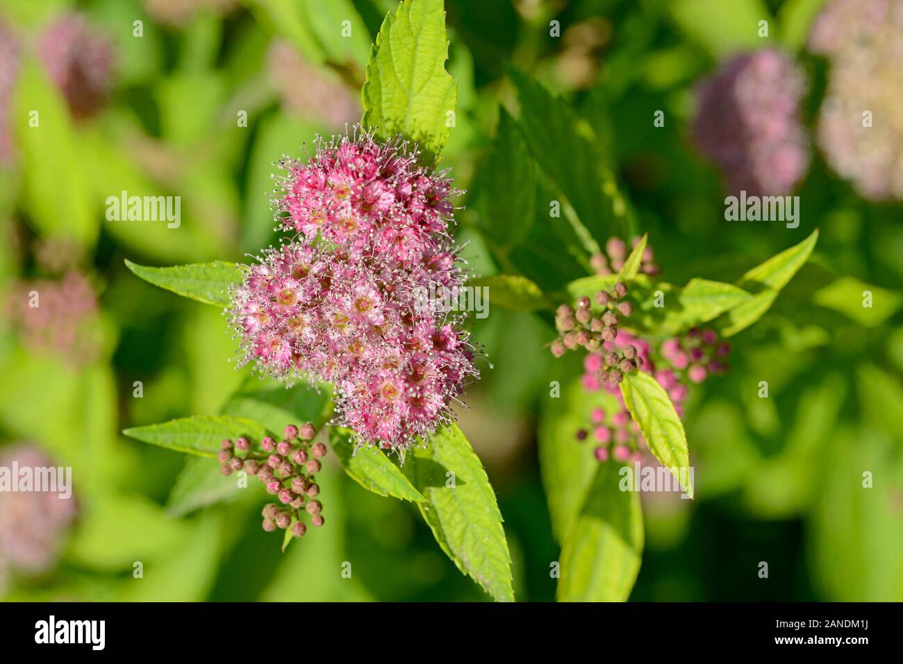 In einem Stadtpark in Peking, China, blühen viele Anhäufungen an rosafarbenen Blumen einer krautigen Zierde Stockfoto