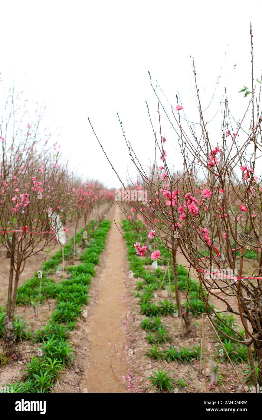 Peach Blumen blühen in Nhat Tan Garten - ist eine der beliebtesten Blume an Tet Festival in Vietnam. Stockfoto