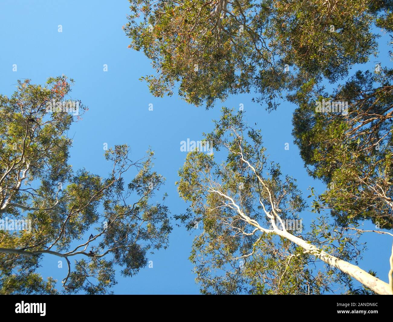 Baumkronen und blauer Himmel Stockfoto