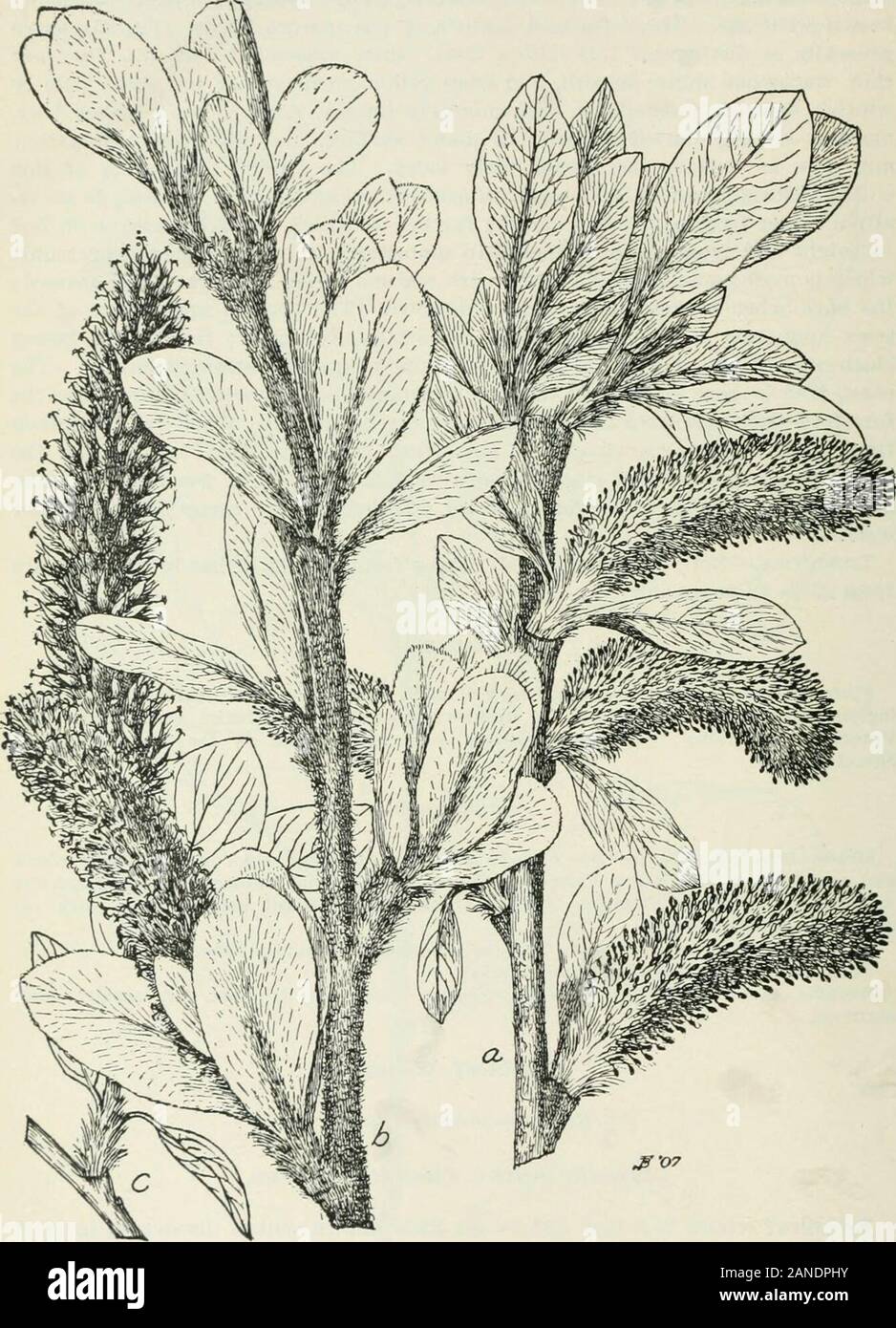 Wald Bäume des Pazifik Hang. s einzeln und in kleinen Gruppen, oft mit redalder und breitblättrige Ahorn. Klimatische Conuition. s - ähnlich wie die von Rot- und Erlen. Toleranz. - erleidet deutliche Schatten. Reproduktion. - Mäßig reichlich Sämaschine. Sämlinge häufig, aber in der Regel muchscattered. Breitblättrige Willow. * SaZ/. r ai) ii&gt; Jifolic Coville. Unterscheidungsmerkmale. Breitblättrige Willow ist eine neue und noch wenig bekannte Willow 1899 entdeckt. Der gemeinsame Name ist aus dem technischen Namen, die zu einem conspic - uous Merkmal bezieht sich geprägt. Lokal, die Sorte nennt sich Willow auf Stockfoto