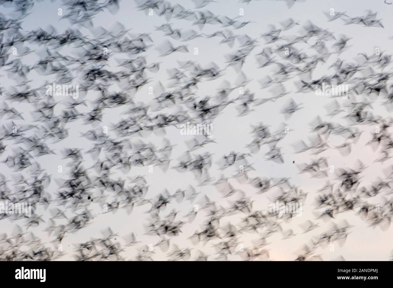 Abstrakte Bewegung Bild von Schnee Gänse im Flug Stockfoto