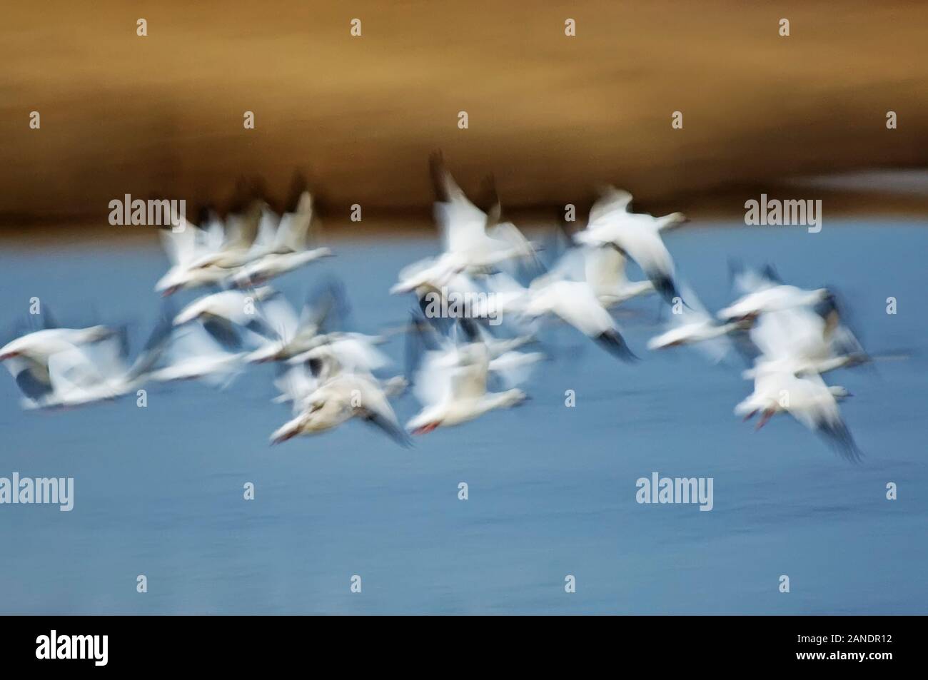Abstrakte Bewegung Bild von Schnee Gänse scharen im Flug Stockfoto