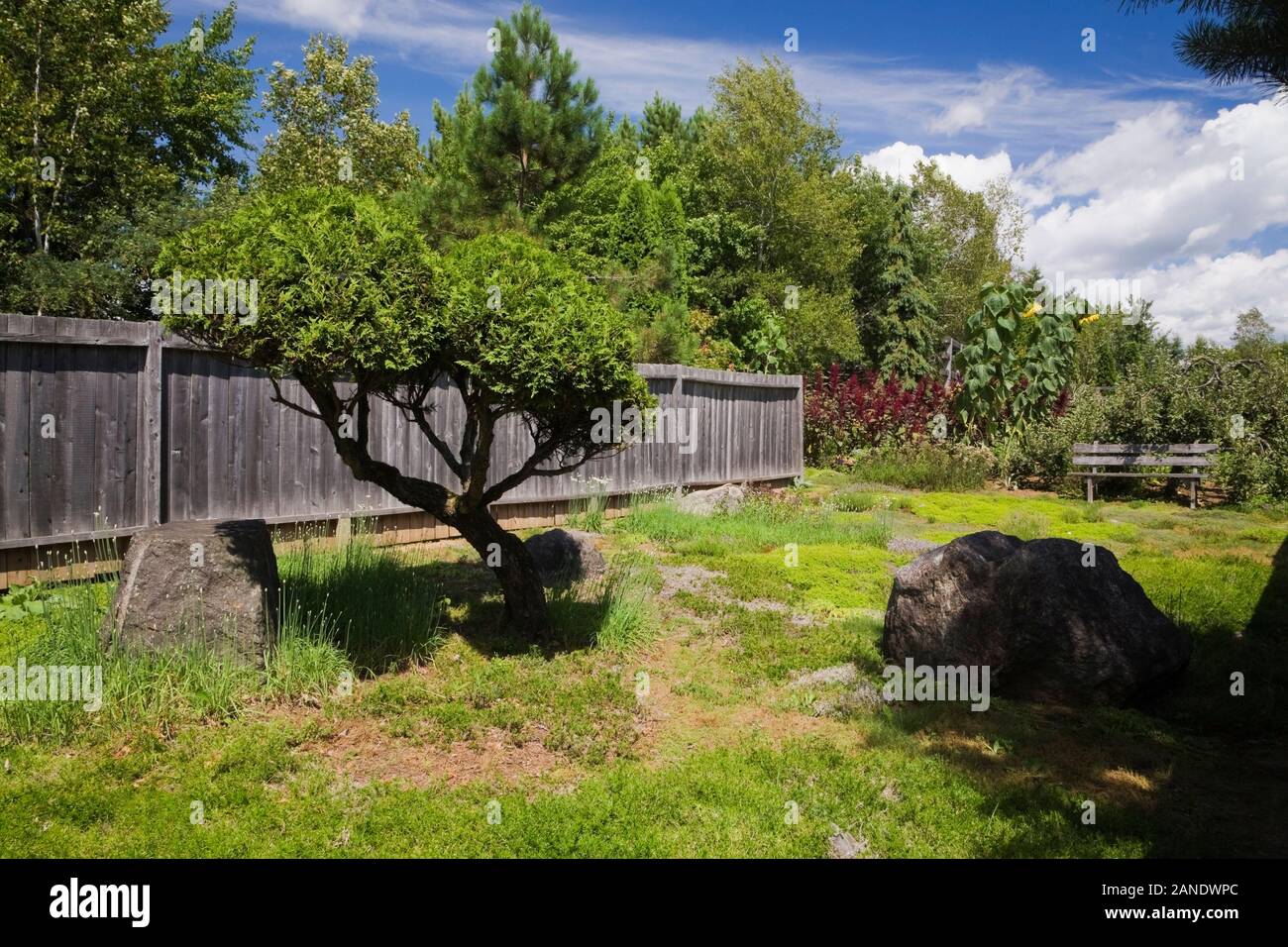 Abgeschnitten Thuja occidentalis - White Cedar Baum, der üppigen Vegetation und Felsen mit Flechten Wachstum im Zen Garten im Sommer abgedeckt. Stockfoto