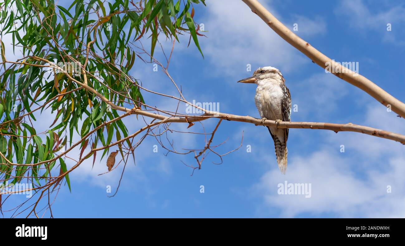 Eine australische Kookaburra oder Lachender Jackass thront in einem Gum Tree Stockfoto