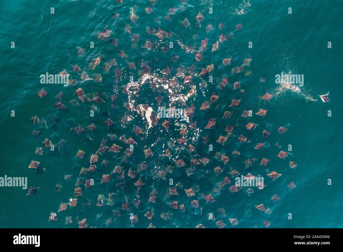 Die Munk Teufelsrochen, mobula munkiana, während der jährlichen Migration/Fütterung Jahreszeit für diese Tiere, Cabo San Lucus, Baja California, Meer von Cortez, Golf Stockfoto