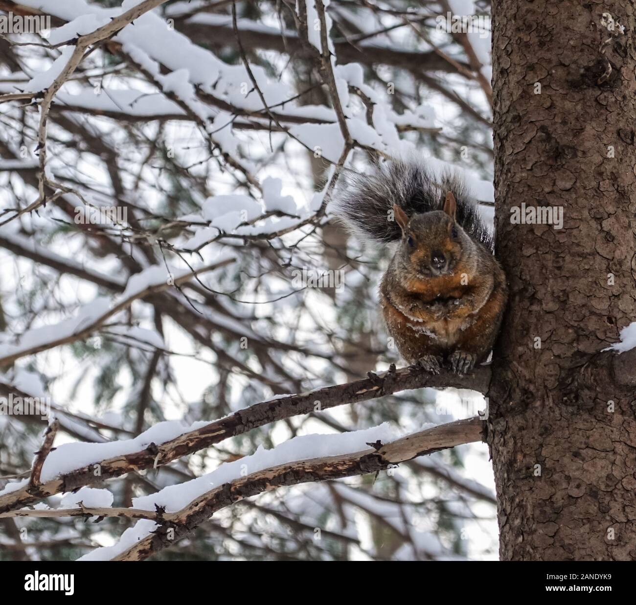 Ein süßes Fetthörnchen, das im Winter 2020 auf einem Zweig eines Baumes steht, der auf die Kamera starrte, die von verschneiten Zweigen umgeben war Stockfoto