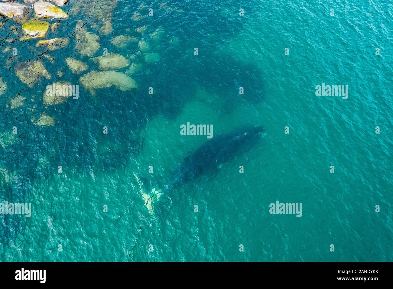 Luftaufnahme eines bowhead Whale, Balaena mysticetus, des Ochotskischen Meeres, Russland, Pazifischer Ozean Stockfoto