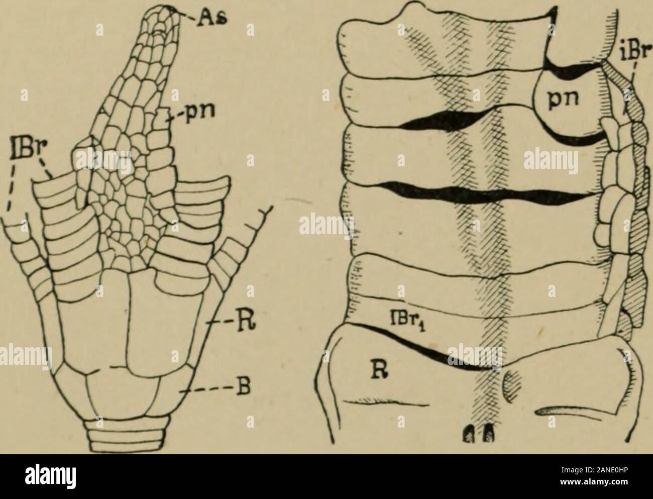 Eine Abhandlung über die Zoologie. Eine PEG-Projekte aus dem dorsalregion des epizygal in eine Grube in der hypozygal (Abb. XXIII. 4), und in einigen Pentacrinids eine dorso-ventrale Leiste an der epizygalfits in die hypozygal (Abb. XXIII. 5). Die ehemalige Typ ofsyzygy erleichtert Bruch entlang der Naht, und ist in der Lokomotive formen, die ihre Arme zu verschränken speciallydeveloped. Letztere in Herkunft und Funktion unterschiedlich angezeigt wird. Wir kehren nun zur Erweiterung des dorsalen Schale. Dies kann erfolgen, wie in Ichthyocrimis (Abb. CVIIL), durch die direkte lateralunion der proximalen brachials. Zur gleichen Zeit, t Stockfoto