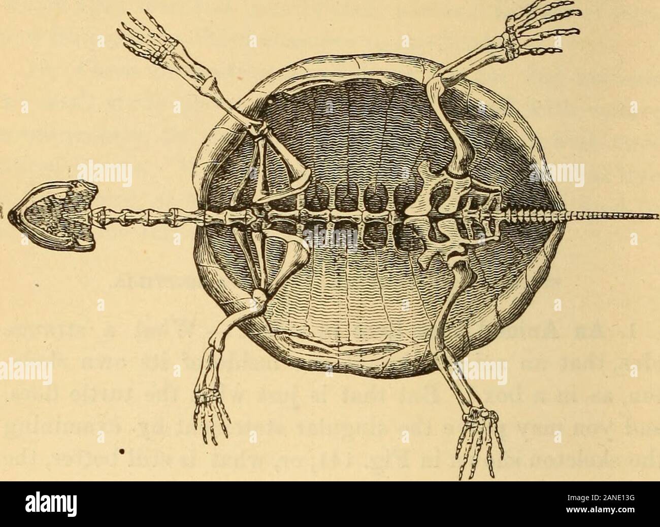 Das tierische Leben im Meer und auf dem Land. n tatsächlichen Schildkröte-Shell. 2. Shell gebildet, der Wirbelsäule und Rippen. - Sie Hier finden, dass der obere Bogen der Schale theflattened Wirbel und der breiten Rippen, fest United bynotched Kanten, und die durch die kleine Stücke in der Nähe der Unterseite ofbone. Es gibt auch einen Knochen im Körper, die nicht in der Abbildung dargestellt ist, Neath, butwhich vervollständigt die Box, in der die Schildkröten leben. Open-ings sind an der linken und zurück durch die theanimal Pokes, seinen Kopf und Schwanz, und seine Beine, und Whenit Avishes, es diese Teile von Th zeichnen können Stockfoto