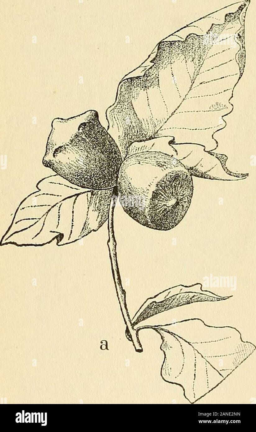 Les zoocécidies des Plantes d'Afrique, d'Asie et d'Industriegüter: Beschreibung des Galles, Illustration, Bibliographie détaillée, répartition géographique, Index bibliographique. ur i, 5-2 mm.de diamètre transversal), Longue- velue (Abb. 219). [Cynipide] Houard, i9 i2^S. 34, N 66, Abb. 46,®; igi 28, S. 54, Nr. 4; i9 i3, S. 9, Nr. 65 ïSo ïg. - Chaton très fortement raccourci et renflé, surtout verslextrémité, et Couvert dans la région de hypertrophiée longspoils raides, argentés. [Ériophyide] Hoiiard, igii, s. i 72 jno 8a; 7 Gi 2, s. 34 in °C7, igi 3, s. i3 og, n< 6520. 403 AL. 404 TU. FAGACEES 124 Ac. Ti. - Gécidie ovoïdale, sitzen Stockfoto