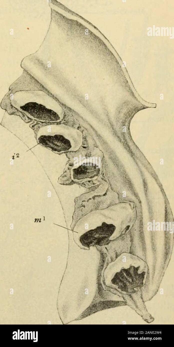 Der menschlichen Anatomie, einschließlich der Struktur und Entwicklung und praktischen Erwägungen. Stockfoto