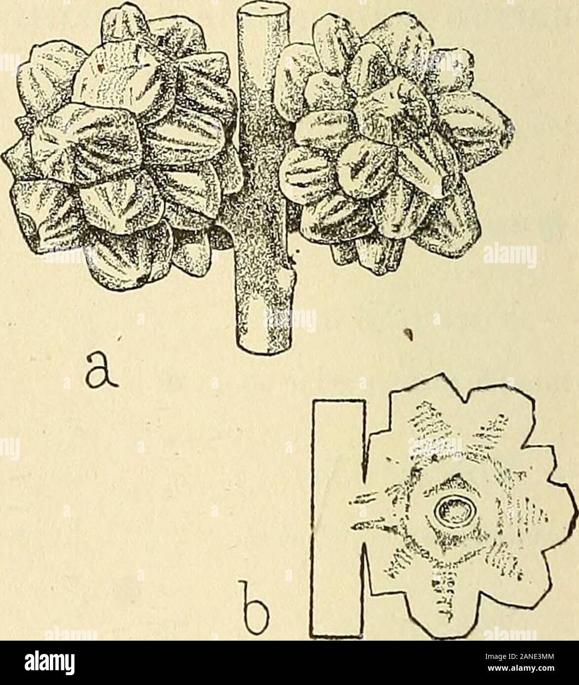 Les zoocécidies des Plantes d'Afrique, d'Asie et d'Industriegüter: Beschreibung des Galles, Illustration, Bibliographie détaillée, répartition géographique, Index bibliographique. Quercus lusitanica Cynips Fortii (n" 35 g) Abb. 200 (a). - Im. Trotter Abb. 201 (b). - Im. Trotter. Quercus lusitanicaCynips niediterranea (n" 373) Abb. 202 (a). - Im. TrotterFig. 2 o 3 (b). - Schématique. - Gécidie arrondie, de 10-26 mm.de diamètre, munie dappen-Würfel cylindriques de 2-4 mm.de Lange. Andricus Seekendorffi Wachtl Trotter, igio, s. ig 6. - Gécidie du Obst, ligneuse, uniloculaire, subcylindrique, haute de 4 * 7 mm., Stockfoto