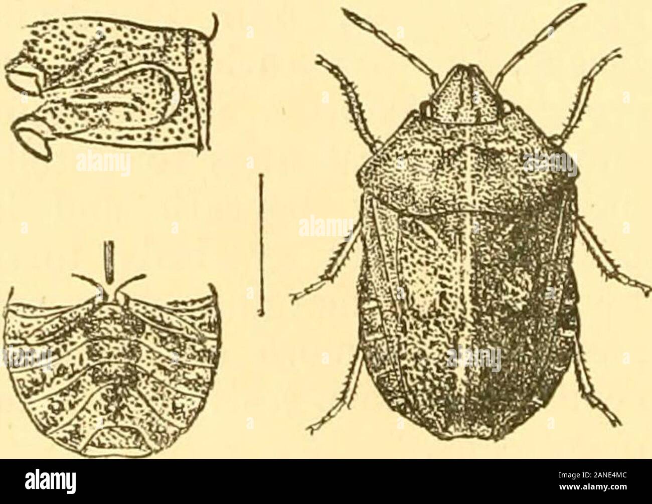 Rhynchota.. . ; Scutellum viel schmaler als der Bauch, der lateralmargins der Lederhaut, vor allem an der Basis, entlarvt. Ab-Domen mit dem counexivum Fl. Attened hinaus thelatitude Der halsschild; tibiae oben sulcated. 126. Eurygaster maura, Linn. (Cimex) Fawi. Suec. S. 246. 913 (1761); St&l (Platvpleurus), En. Saum. iii, s. 30. 4 (1873); Leth. Sev. Kat. Oen. Hhn. i, S. 45 (1893) et synon.; Atk. J. A. S. B. IVI, S. 187. 105 (1887). Thyreocoris austriacus, Schrankj Faun. Boica, II, S. 68. (1801). Tetyra picta, Fabrikationsnr. Syst. Rhym/.-^. 136. 38 (1803). cognatus Eurygaster & orie Stockfoto