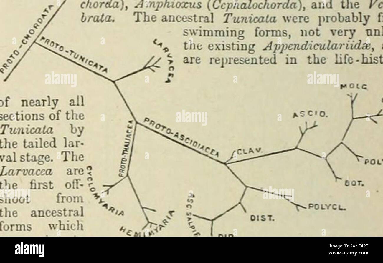 Die Encyclopedia Britannica; ein Wörterbuch der Künste, Wissenschaften und allgemeine literatureWith neue Karten und original amerikanischen Artikel von bedeutenden writersWith amerikanischen Korrekturen und Ergänzungen, die jedem Volume auf dem neuesten Stand. Die Ascidtx Sal/ji/ormcs (Ptjrosoma) sind viel moreclosely im Zusammenhang mit der lyi) ical Coni [iouJid Seescheiden, als die othcipelagic Tvmaita, nämlich die Larvucca und die Tluiliacca, und (3) bilden eine iKilyphylctit theAscidix CompoMX Poe)). Die Abschnitte ofwhich haben mehrere verschiedene Punkte aus dem ancestralSimple Seescheiden entstanden. Ihbhogmjhy.- (/) Cu * ier, Mfem. s. les Ascidles, 4 C. Stockfoto