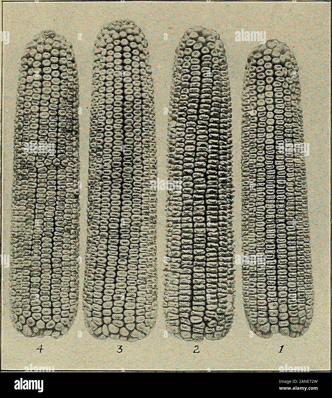 Mais Geheimnisse. Abb. 10 56 Mais geheimnisse Earthe Nr. Tipp. 4 ist auch an der Spitze stumpf. Ohren Nr. 2 und 3 haben eine richtige Konus toA dicken Tipp führt zu kürzeren Ohren, später Reife und tiefer Kerneln. Abb. 12. Abstand zwischen den Zeilen.-Studie diese Ohren vorsichtig. EarNo. 3 über das Recht ununterbrochenemsitzen Raum zwischen den Zeilen Ergebnisse zu insurebest, während Ohren Nr. 1 und Nr. 4 Die extreme illustrieren. Ohr Nr. 1 hat zu viel Platz, mit einem de-terioration oder erscheinen, und es wird Shell eine niedrige Prozent, von Mais auf der cob. Auf der anderen Seite, wo es auch littlespace zwischen den Zeilen, wie in thecase von Nr. Stockfoto