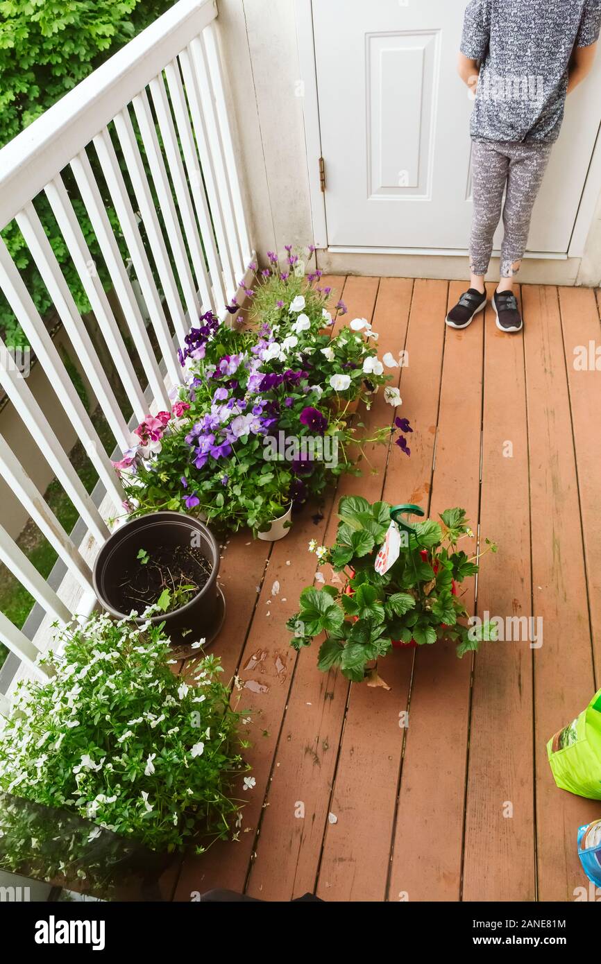 Mädchen wiederbepflanzung Lila Viola im Freien auf der Wohnung Balkon. Familie Gartenarbeit, grün Konzept Stockfoto