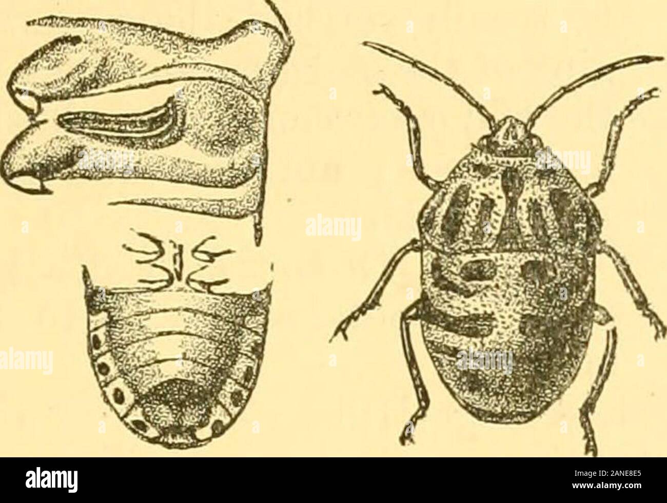 Rhynchota.. . Idee) Liste Saum. i, s. i8. 24 (1851); Stal, En. Saum. iii, s. 22. 1 (1873); Dist. A. M. N. H. (7) iv, s. 39 (1899). Callidea contraria, Spaziergang. Kat. Het. i, S. 30. 21 (1867). Über indigo-blau oder metallisch-greeu; ceDtral lobe von Kopf und einen Punkt am inneren Rand des eacheye, einem Ort in der Nähe von jedem ein-terior Winkel von prouotum, und eine zentrale Lineare fascianot erreichen anteiior Mar-gin, auf jeder Seite des Whichare drei Schrägen linearspots, live Spots in der Nähe von baseof scutellum (zwei zentrale, eine discal und zwei linearand etwas creseeuticfour Flecken, manchmal Amal - gamated in zwei, acrosscenter, gefolgt Stockfoto