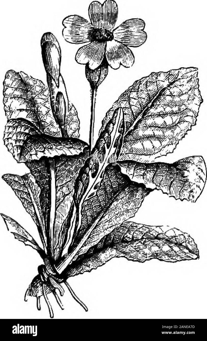 Eine bebilderte Medizinische encyclopaedic dictionaryBeing ein Wörterbuch der technischen Begriffe von Schriftstellern auf die Medizin und die Sicherheiten, die in der Lateinischen, Englischen, Französischen und Deutschen Sprachen. Klasse der hypogy-nous Oamopetaloe. ThePrimulinae sind ein Auftrag (Kohorte) Der gamo-petalce. [35.] - Ace-tum primulsB (teris). Fr., Ac 4 toIe (ou Vinaigre, ou Ox^ Oli) de primevere. Ger., SchlUsselblumen - Essig. Essig der Kuh-slip: Durch macerat-ing 3 Teile Der rootof S. oflicinalis mit 24 von Essig, Ausdruck, Hinzufügen 2 von Alkohol, anddecanting nach an manchen Tagen.-] B, 119 a, 38).] - Aqua Primeln veris. Siehe Stockfoto