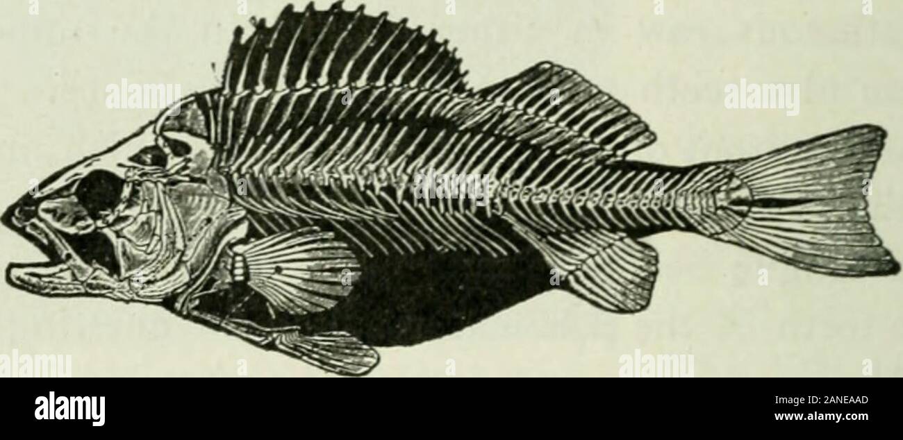 Anfänger "Zoologie. 114 ANFÄNGER ZOOLOGIE vent. Gibt es mehr Rutenwirbel oder trunk Wirbel? Gibt es irgendwelche Hals (HWS) Wirbel {d.h. vor Ofthose, Rippen)? Die ersten Rippen (wie viele?) areattached der Zentralstelle der Wirbel. Die re-. Abb. 213. verbleibenden Rippen sind lose auf Prozesse auf thevertebrae befestigt. Die Rippen von knochenfischen sind nicht homologouswith die Rippen der höheren Wirbeltiere. In den meisten sogenannten intermuscular fishesthere sind Knochen Knochen an der ersten Rippen (wie viele in der Barsch?), die möglicherweise homol - ogous auf True, Rippen, d. h. echte Rippen ich Stockfoto