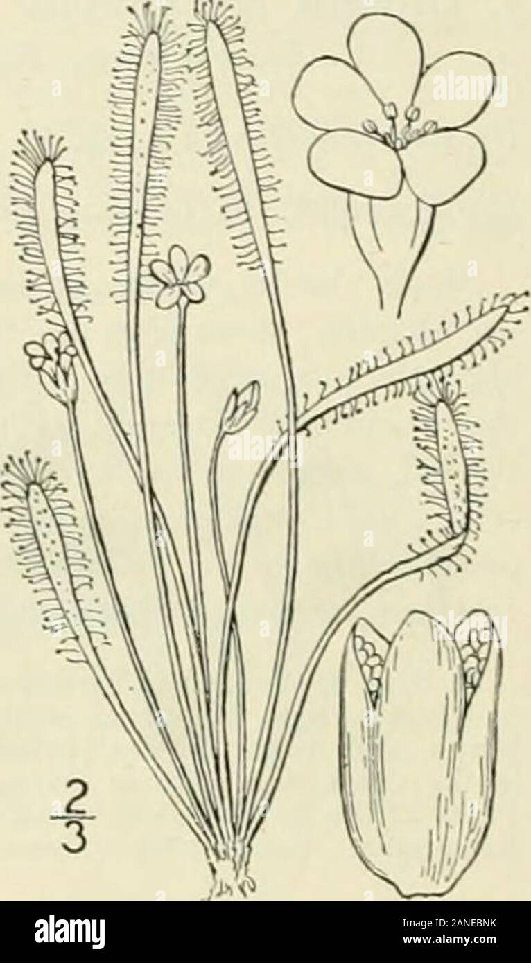 Eine Illustrierte Flora von der nördlichen USA, Kanada und die britischen Besitzungen: von Neufundland zu den Parallelen der südlichen Grenze von Virginia und vom Atlantik westwärts nach dem 102 Meridian; 2. ed.. 3. Drosera longifolia L. länglich-leaved Sonne - Tau. Abb. 2127. Drosera longifolia L. Sp. PI. 2 S. 2. 1753; Drosera angiica Huds. Fl. Angl. Ed. 2, 135. 1778. Ähnlich wie bei der vorhergehenden Arten, aber das Blatt - Blade iserect, längere (8 - ich 5 Lange, Li-2 breit), länglich-Spatelförmig und verengten in einem kahl oder sparinglyhairy Blattstiel i-4 lang; Stiele Y-t, lange; flowersusually Severa Stockfoto