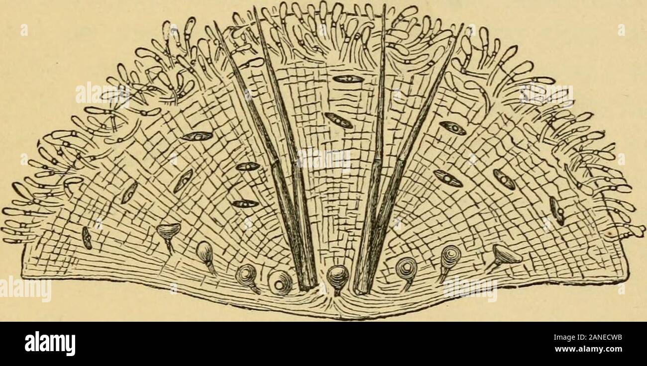 Insectivorous plants. mi spät-Rallye, mit der hautanhangsgebilde auf der alonerepresented in der Nähe von Side, ist Sho^ vn in der beigefügten Abbildung (Abb. 18). Der unteren Seite, wo der isnearly footstalk entsteht, gerade, und ich habe es die ventrale Oberfläche. Die anderen oder Rückenseite konvex ist, und • terminatesin zwei lange Verlängerungen, gebildet aus mehreren Zeilen ofcells, mit Chlorophyll und Lager, vor allem auf die Kap. XVII. STRUCTUEE DER BLASE. 399 außen, sechs oder sieben lange, spitze, multicellularbristles. Diese Verlängerungen der Krapp kann beconveniently der Antenne, für die gesamte b genannt Stockfoto
