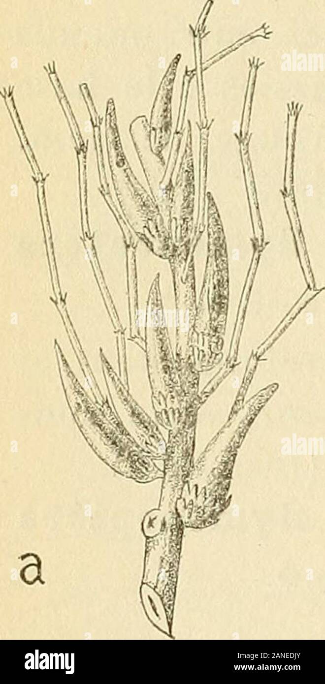 Les zoocécidies des Plantes d'Afrique, d'Asie et d'Industriegüter: Beschreibung des Galles, Illustration, Bibliographie détaillée, répartition géographique, Index bibliographique. Urs cavités jusquà larvaires (5). Hyménoptère 171 J. et W. Ärzte van Leeuwen-Reijnvaan, i9 i6, S. 26, n 9, Abb. 9, ©.ce. Pire. - Renflement caulinaire latéral ou fusiforme. Voir n^iyg. 9 Frenchia casuarinoe Maskell 172 Maskell, i 89 i, S. 57 60. AUS. Casuarina saberosa Otto et Dietr. Pl.ti. - Dans la région terminale dun Rameau, renflement Fusi-forme - Conique, longde 7-8 mm., große de 4-5 mm., à chambrelarvaire einzigartige Percée dun Trou Stockfoto