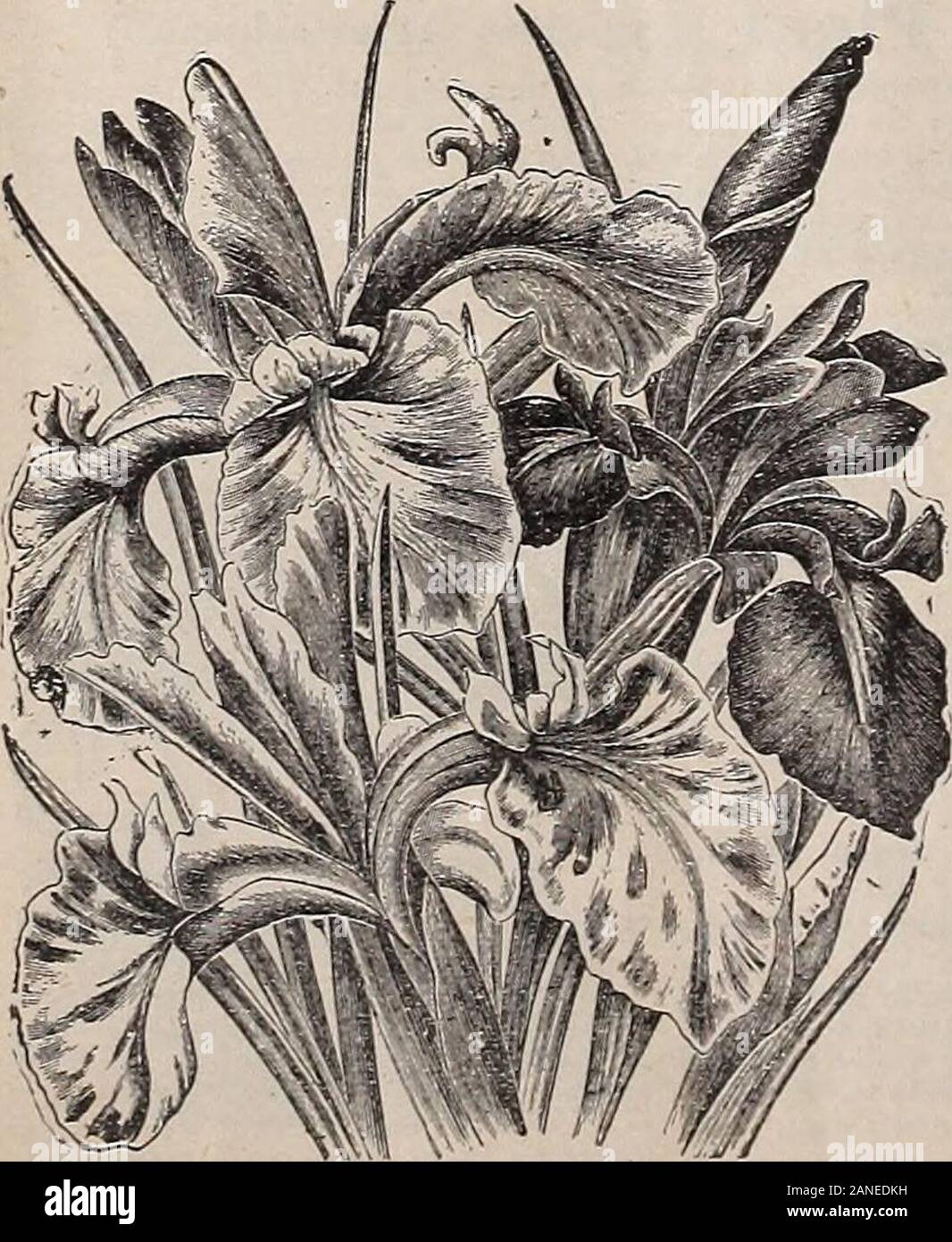 Livingston's True Blue Lampen pflanzen Samen für den Herbst. Anemone, Whirl wapanesf Windnowers.) Tag Lily (Funwa) von einigen sogenannten Wegerich Lily. Eine hervorragende Herbst flowerdesirable auf der Seite von Rasen oder am Rand von Strauch - berv: Gelingt es, entweder Sonne oder shadv Orte: Geldstrafe für Friedhof. C 0 RDATA (Weiß Wegerich oder Tag Lily) - ein stattliches, auffällige Pflanze mit schönen breiten gelblich-grünen Blättern. Itslilv-förmigen Blüten sind wächserne - weiß und sehr aromatisch. VARIEGATA - Blätter 8 bis 10 Zoll lang, 2 bis 3 Zoll breit, benutifnllv bunt grün und gelb. Blumen deep blue. CCERTTLEA-Blüte, Dunkelblau: b Stockfoto