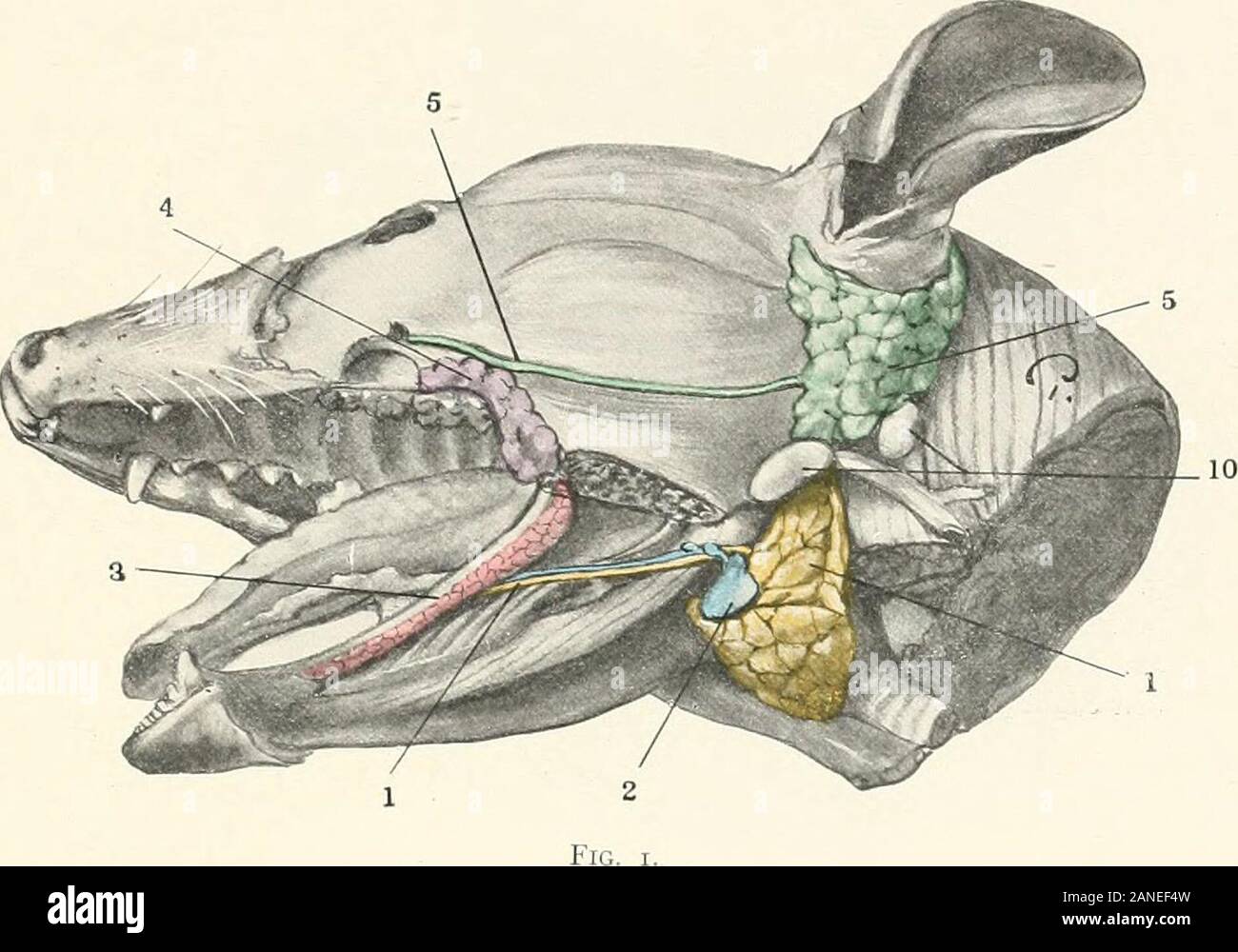 Beiträge zur Anatomie und Entwicklung der Speicheldrüsen in der MAMMALIA. ionof der Ohrspeicheldrüse, aber nicht über seine dorsalen Rand Projekt. Anmerkungen DER FÜHRER IN ALLE ZAHLEN/. Subma. xillary Drüse und Kanal. ich Zubehör submaxillary Drüse. la. Submaxillary Drüse Links. Ih. Rechts subma. xillary Drüse. 2. Mehr sublingual Drüse und Kanal. J. Weniger sublingual Drüsen und Kanälen. 4. Superior alveobuccal oder molare Drüsen. 4a. Superior alveobuccal oder Molaren. 324 SPEICHELDRÜSEN IN BEUTELTIERE, Insektenfresser, NAGETIERE 5. Ohrspeicheldrüse und Kanal. jd. Linken Ohrspeicheldrüse. 56. Mit der rechten Ohrspeicheldrüse gla Stockfoto