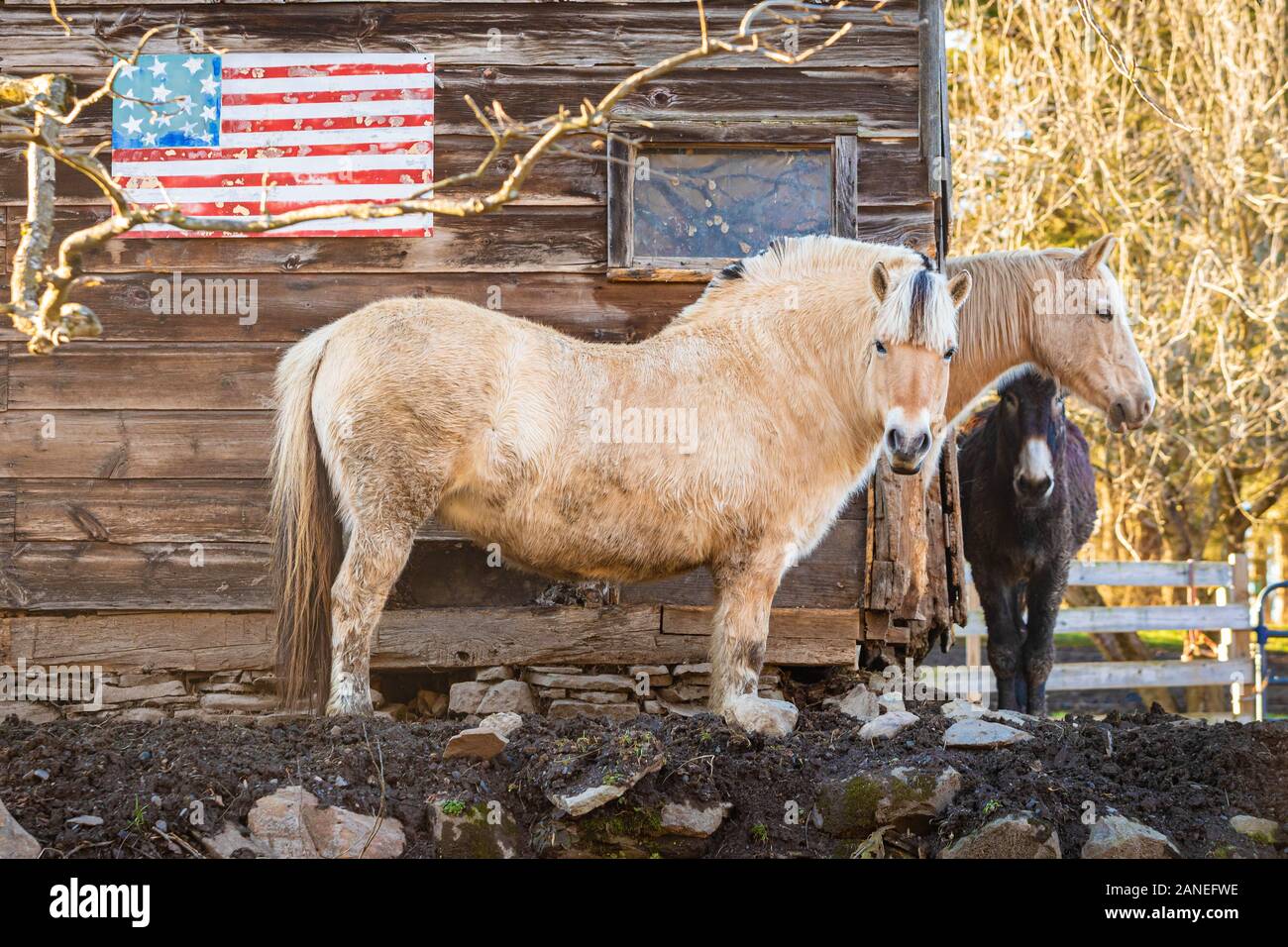 Paar Pferde auf dem Hof vor der USA-Flagge Freiheit Stockfoto
