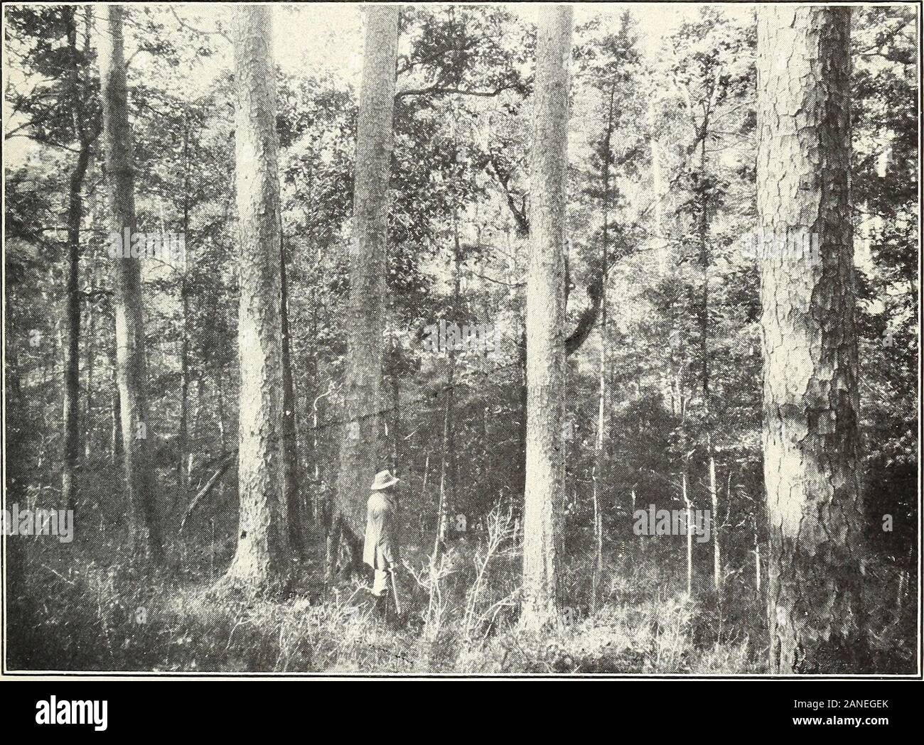Shortleaf pine: seine wirtschaftliche Bedeutung und Bewirtschaftung der Wälder. F -13191 ein Bild. 1. - Blick durch die Wipfel der Bäume in der Abbildung unten gezeigt. F -13192 ein Bild. 2. - Den unteren Teil der Amtsleitungen. Bäumen 160 Jahre alt, 20 bis 28 Zoll inDiameter, und etwa 110 Meter in der Höhe. Zwei Ansichten EINER GRUPPE VON REIFEN SHORTLEAF PINE TREES, ZEIGT DIE SCHMALE KRONE UND GERADE SAUBER BOLETYPICAL DER ARTEN. Bui. 308, US Abt. der Landwirtschaft. Platte II. Stockfoto