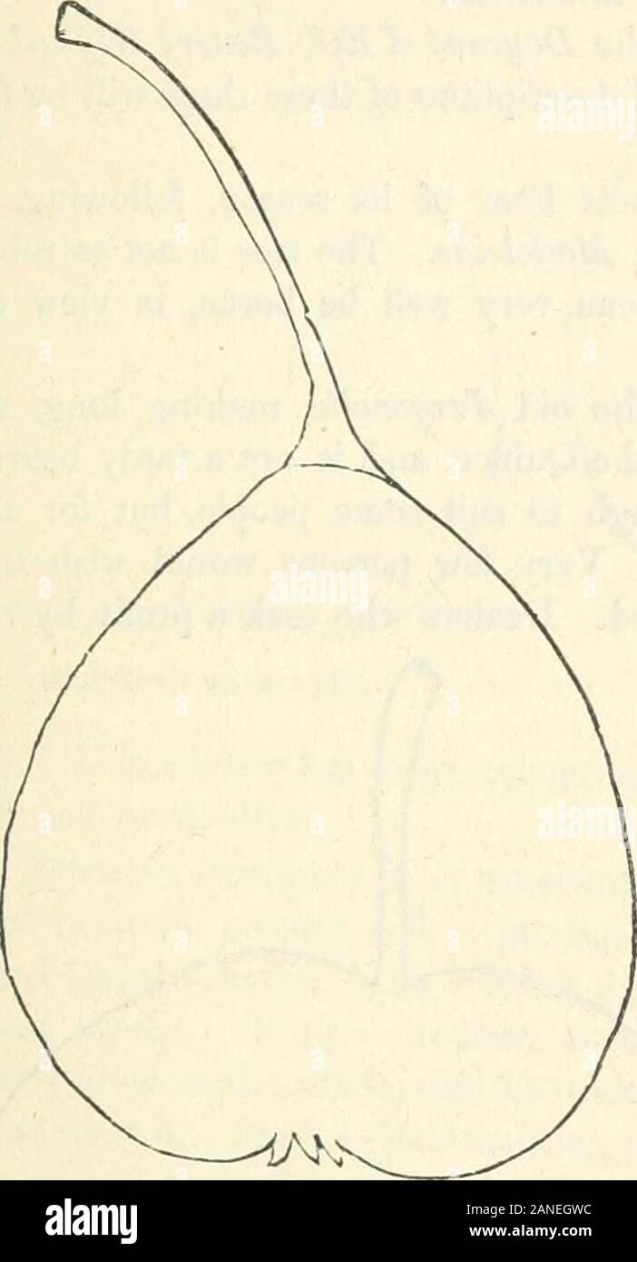 Die Gärtner und Journal des ländlichen Kunst und ländliche Geschmack. Sommer gipfeln. Auf Birne lieferbar; wir haben Bäume acht oder neun Jahre alt, die noch keine Früchte getragen haben, aber Avehave hatte feine Pflanzen von jungen Bäumen auf die Quitte. Eine kleine Pyramide Baum, erst vier Jahre alt, wurde letzte Saison von oben bis unten mit Früchten gedeckt. Die treewas gesund und kräftig, und die Frucht der vollen Größe und sehr farbige, die Alto-gether Die schönsten Objekt der Art, die wir gesehen haben. Wir denken, dass wir gesehen haben, dass Es itstated kommt ins Lager der vierten oder fünften Jahr auf Birne Lager; aber das muss ein Fehler, Unl Stockfoto
