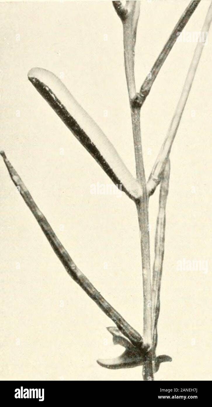 Wunder der Insekten; eine populäre Konto der Struktur und der Gewohnheit. L> Ihio. Ciirrcrus Laune: Ameisen? Als. MrsiiKooM - tiRowKKS. Die termiten - fälschlicherweise als weiße Ameisen bezeichnet - haben auch ihre Pilz Betten, und schneiden Sie das Gras und sammeln Blätter in theircomposition zu unterstützen. In der Zeichnung können Sie auf einer vergrößerten Maßstab Erteilung von ihren Tunnel gesehen werden und das Sammeln der Pilze in thechambers für ihre Kultur zugeteilt. 32 Wunder der Insekten. Foto von] [A. E. Tonge, F.E.S. Orange-tip Schmetterling. Die ausgewachsenen Caterpillar ist hier die Fütterung über den Samen-pods Der hedge-Senf. Seine Form und Stockfoto