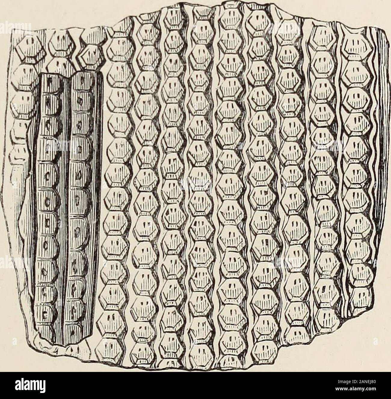 Kunst - Studien aus der Natur, wie sie für Design: Für die Nutzung von Architekten, Designern und Herstellern. Abb. 21. Diese Pflanzen sind in der Regel aber ein paar Meter in der Höhe, thoughsometimes zwei Meter breit. Obwohl der universellen auftreten, Es ist einzigartig, dass Es isunaccompanied durch Beweismittel der Zweige, Blätter, Blüten, orfruit. Die eigentümlich lax Zustand dieses riesigen Baum Farn hasprevented die Erhaltung der viele der schönen Zeichnung bywhich der Trunks müssen ausgezeichnet wurden. Formen der organischen bleibt. 203 In unserer Auswahl von Wie entdeckt worden wir zwei havegiven Strik Stockfoto