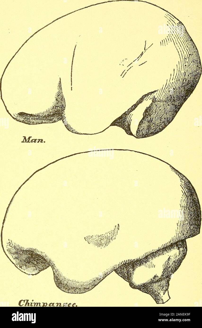 Ort des Menschen in der Natur und anderen anthropologischen Essays. erebellum, im Verhältnis, thanthey Tun an den Menschen (Abb. 17) - und es ziemlich sicher ist, dass in allen, das Kleinhirn ist vollständig hinter bedeckt, bywell entwickelt posterior Lappen. Die Tatsache kann verifiedby werden Jeder, der Schädel, der alle alten oder newworld Affe besitzt. Für insofern, als das Gehirn in allen mam-mals komplett die Schädelhöhle füllt, ist es offensichtlich thata Besetzung des Inneren der Schädel wird die allgemeine Form des Gehirns reproduzieren, jedenfalls mit solchen minuteand, für den gegenwärtigen Zweck, völlig unwichtige Differenzen im Mai Stockfoto