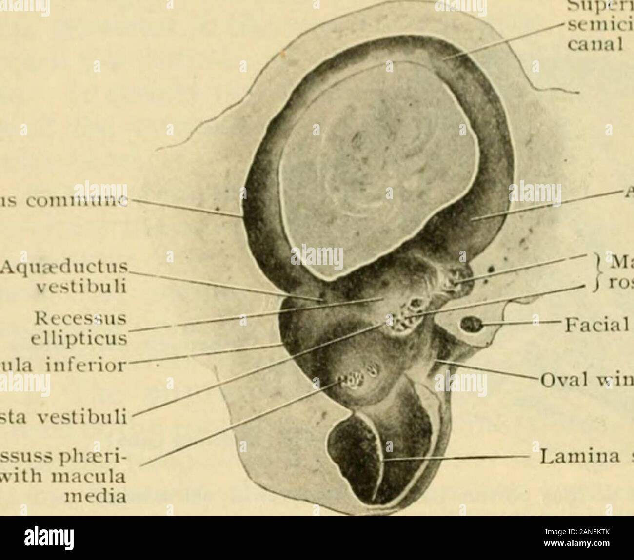 Der menschlichen Anatomie, einschließlich der Struktur und Entwicklung und praktischen Erwägungen. Hinteren Kanal des rechten hinteren ampullaCast buny labyrimli, mesialen Aspekt. ?: 2. I5 I2 die menschliche Anatomie. Cms comimtne Superior seinicirL-ular canal Ampulle. Kccessus ellipticus Makula minderwertig Crista veslibuli Recessuss plucri-cus mit makula Medien Abschnitt des rechten knöchernen Labyrinth vorbei: durch die Ebene von Superior halbrunden Canal: Vorderwand ol Vestibül ist gesehen Horn behnni. ;&Lt; 4. icula Krippe - rosa superior Gesichtsbehandlung canalOval Fenster. Amina spiralis Teil der sphärischen Aussparung, die Crista vestibuh teilt Ich Stockfoto