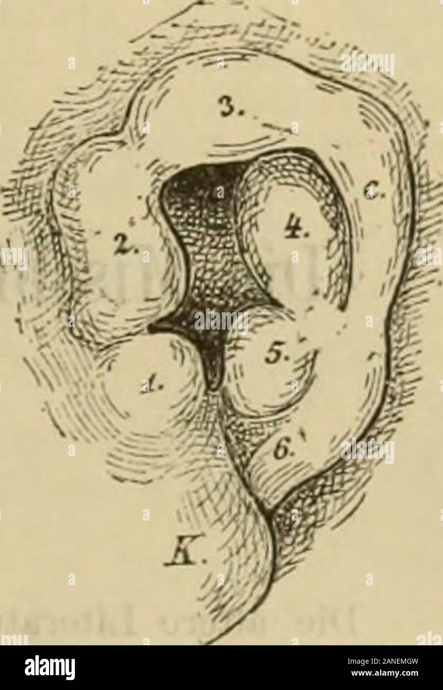 Handbuch der Ohrenheilkunde. uliegen kommen. Der knöcherne Paukenring hat dann auch seineForm verändert und sich zu einer breiten Lamelle, der Pars tympanicades Schläfenbeins, umgestaltet. This ist zugleich mit dem Felsen - Bein verwachsen bis auf eine kleine Stelle, bei welcher jungen Em bryonen MECKELsche der Knorpel sich aus der Paukenhöhlengegend nachabwärts in Unterkiefergegend fortsetzt und die Chorda tympani diePaukenhöhle verlässt. Auch beim Erwachsenen dient noch this Niederländisch - lassstelle als Fissura Glaseri zur Aufnahme des langen fortsatzes desHammers, des Lig. mallei anterius U Stockfoto
