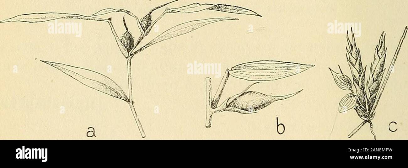 Les zoocécidies des Plantes d'Afrique, d'Asie et d'Industriegüter: Beschreibung des Galles, Illustration, Bibliographie détaillée, répartition géographique, Index bibliographique. verdâtre, àpointe Vert düstere et à-Oberfläche recouverte de Flossen poils Blancs. [Oligotrophus] 70 Rubsaamen, 1902 Uhr, s. 374.275, noSS. OM. Panicuni pilipcN Nées Ac. Ti. - Galle terminale rappelant Celle du Liuia jiincorum (sur les JancAis) ^ Mais * serrée et à feuilles plus Petites. Aphide 71 J. et W. van Dofiers Leeiiwen-Reijnvaan. igiS. p, 58-59, noO.^ B. ja. 40 GRAMINEES Panicuiu nodosam Kunth Pl. Fe. - Gaine dune Feuille transfor Stockfoto